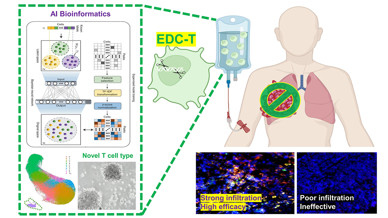 EDC-T: an AI-driven promising immunotherapy for solid cancers